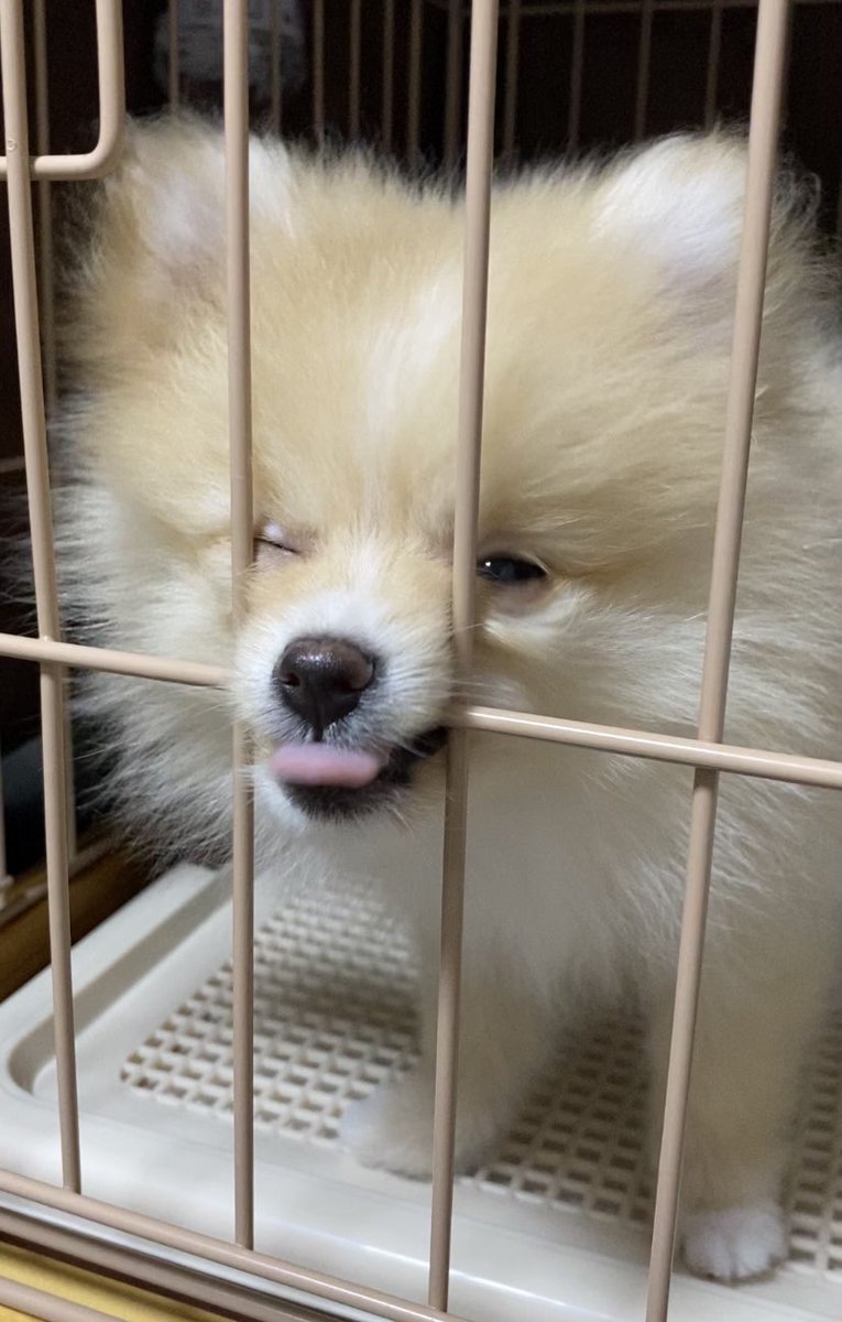ポメラニアンこまめ (@gfPaOgtThRvy6QP) / Posts / X