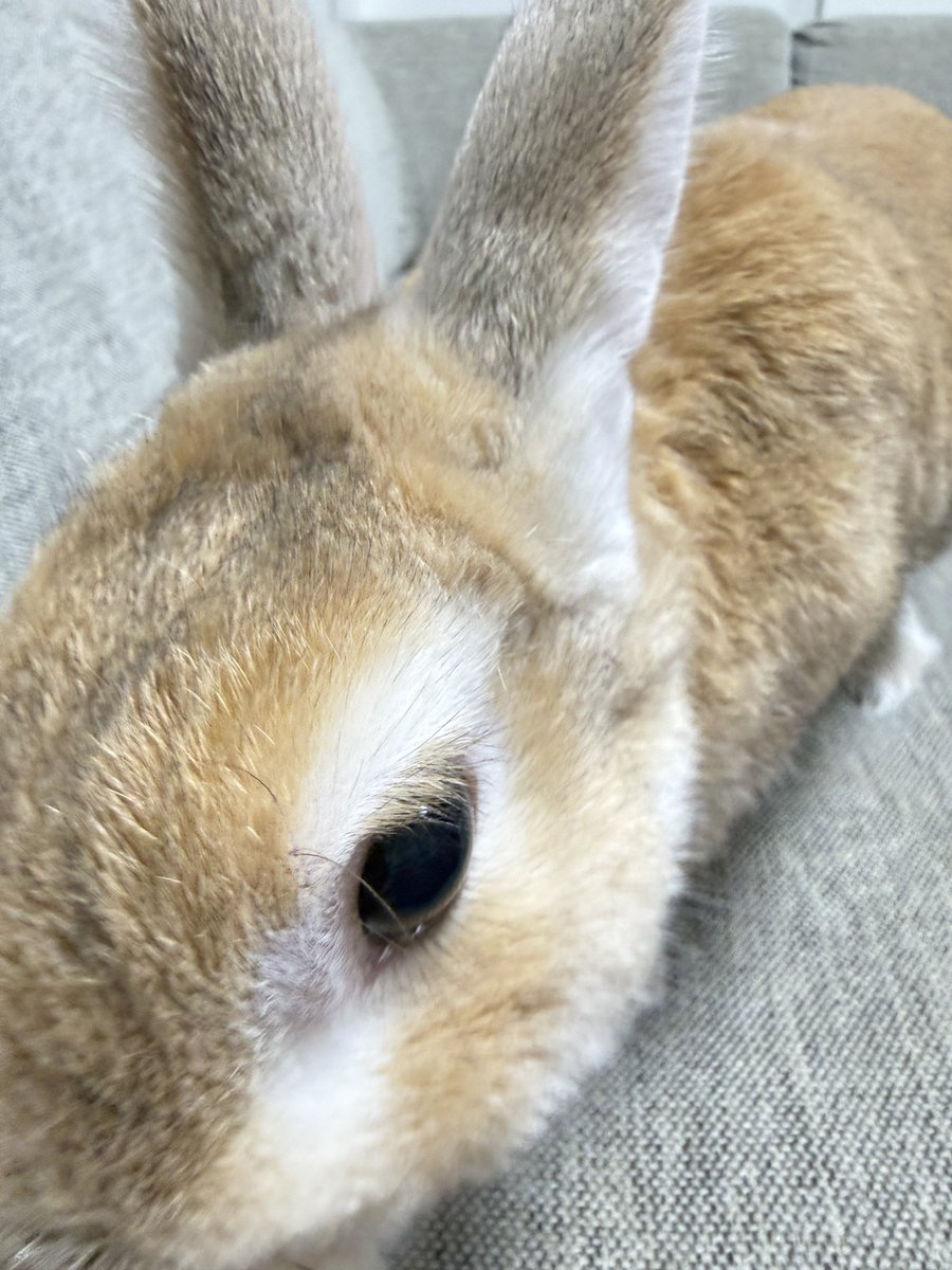 撫で待ち