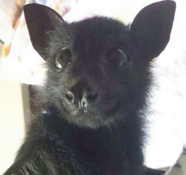 sunoowine's tweet photo. o ensd é hoje? #vampirenowtwt https://t.co/v3VFJKgZZk