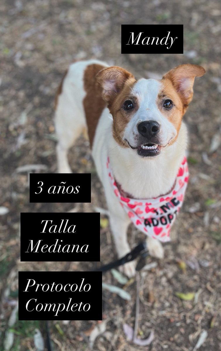 Mandy busca una familia.🐕

¿Serás tú esa familia? 😍

Dale la oportunidad.
Estamos en CDMX.