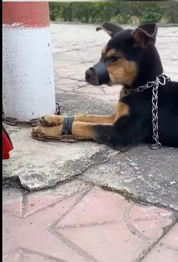 Why are you doing all this cruelty to an innocent animal? Chained him, closed his mouth, tied his legs you do all this to deny him food!!?  Most humans are evil
