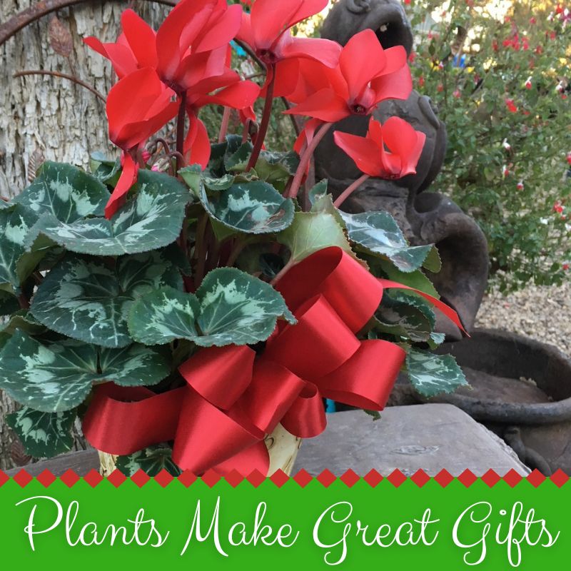 Don't forget that plants make wonderful gifts. We can "gift wrap" with foil &amp; a bow. Take care of gift plants by placing them in a comfortable, well-lit area of the home. Punch a hole in the foil covering for drainage. Place away from drafts.