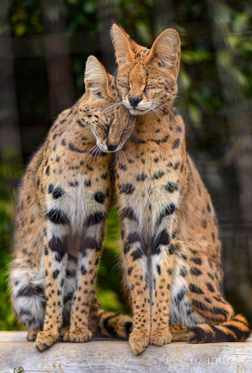 Serval Every Hour! (@servaleveryhr) on Twitter photo 