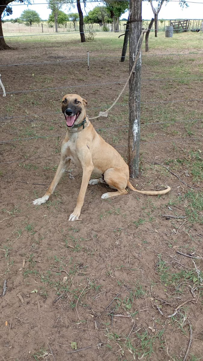 emilianosordiOK's tweet image. Me lo acaban de regalar y no sé qué nombre ponerle, tiren ideas.