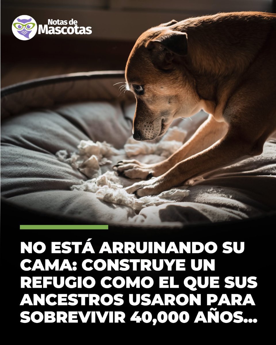 ¿Alguna vez te has preguntado por qué tu perro rasca frenéticamente su cama antes de acostarse, como si estuviera cavando hacia el centro de la Tierra?

No es un capricho. Es supervivencia pura.

Hace miles de años, en las heladas estepas de Siberia y las praderas abiertas de