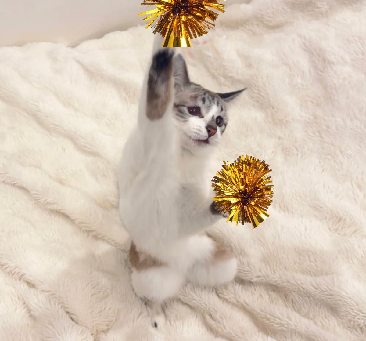 黒猫みんと 黒猫みんと 黒猫みんと 黒猫みんと様 🍀黒猫メイド🐹みんと