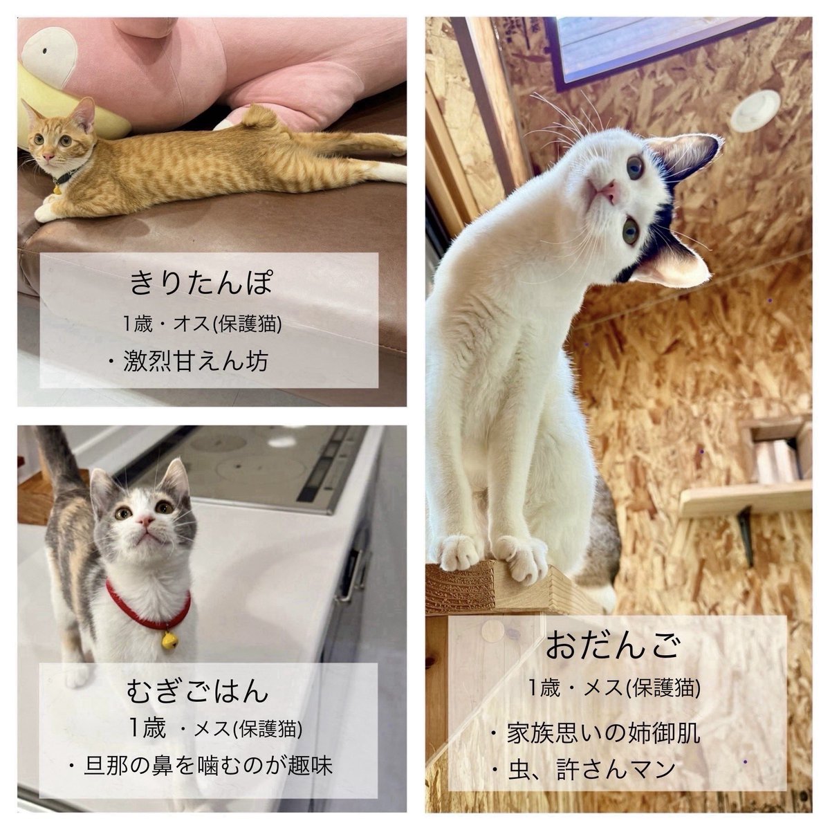 ネコの小判（感謝） 2.7号 お祈り猫 金彩三毛