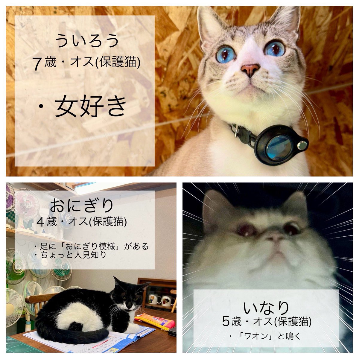 リクエストをいただいたので、久しぶりにネコ達の紹介をしたいと思い