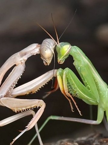 𝐔𝐏𝐏𝐄𝐑 𝐌𝐎𝐎𝐍 𝐕𝐈 tweet media