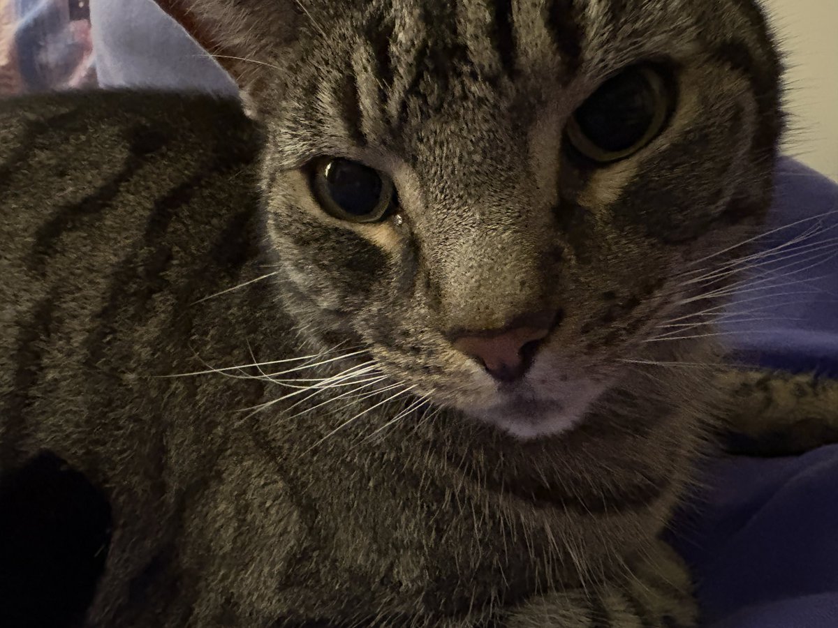 Is it Christmouse yet?