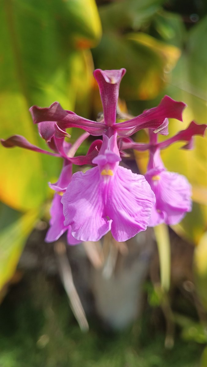 LUCIFER666LCF's tweet photo. #orchids #орхидеи #orquideas #atodocolor https://t.co/qZ0qvu4xqX