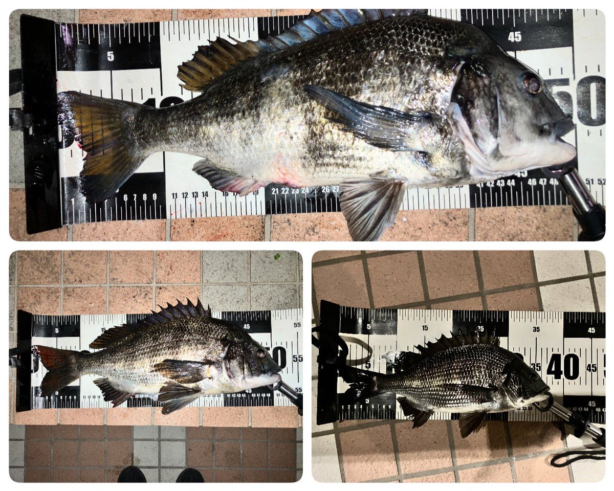 夜ヘチ部活動夜練
昨夜は３枚でした。
潮位が低いからか、イマイチでした。
大潮で夜に満潮になるケースはほぼ無いので、干潮の時にどういう釣り方がいいのか、色々試さないといけないですね。