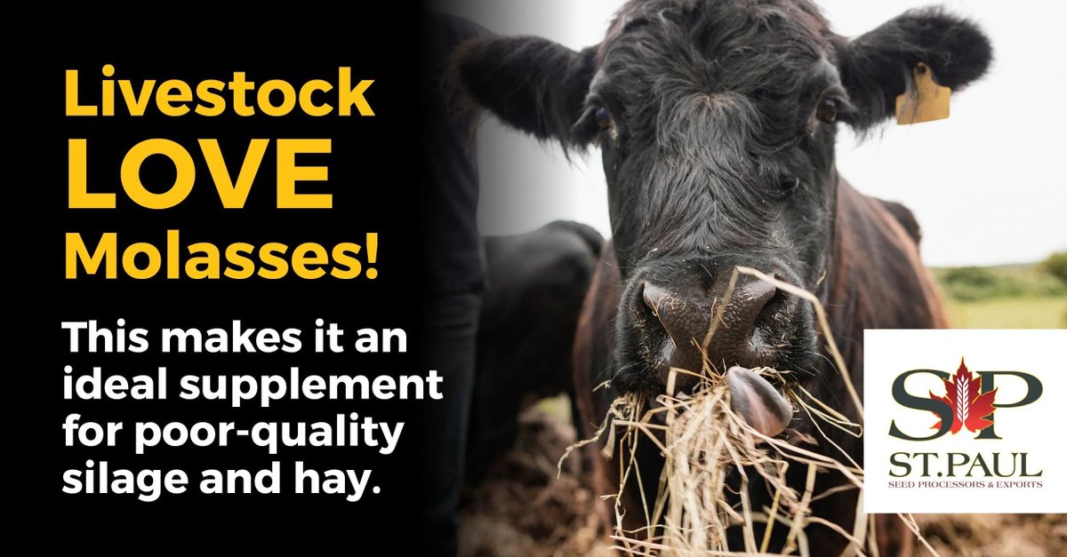 Adding molasses to your hay can help bolster nutrition and help you make the most of the hay you have in stock. Ask us about it!
buff.ly/3vuh1W9
#AbAg #WestCdnAg #AgNutrition #Farming