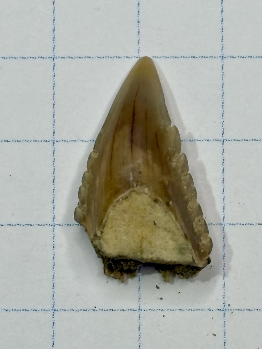 東松山市化石と自然の体験館【公式】 (@kasekitoshizen) / Posts / X