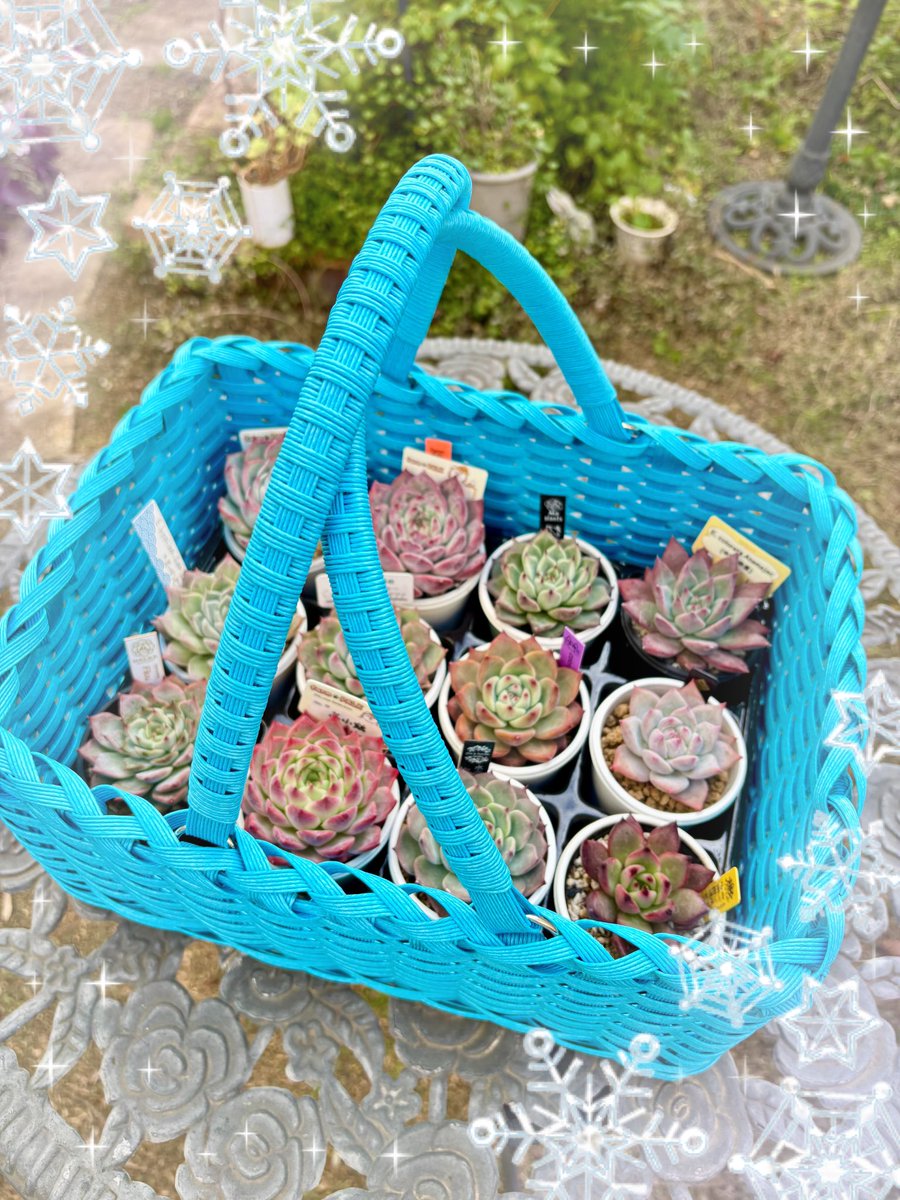 FactoryRik6870's tweet photo. 12月20日土曜日
千葉県市原市上総更級公園
LoveGreenMarketに参加します💞
新作のちまちま寄せ用のちまかごも持っていきます🧺🍀
グリーンエリアブース51
rico＊factoryよろしくお願いいたします🙏
 #多肉イベント
 #ラブグリ https://t.co/jxPRCbZbMJ