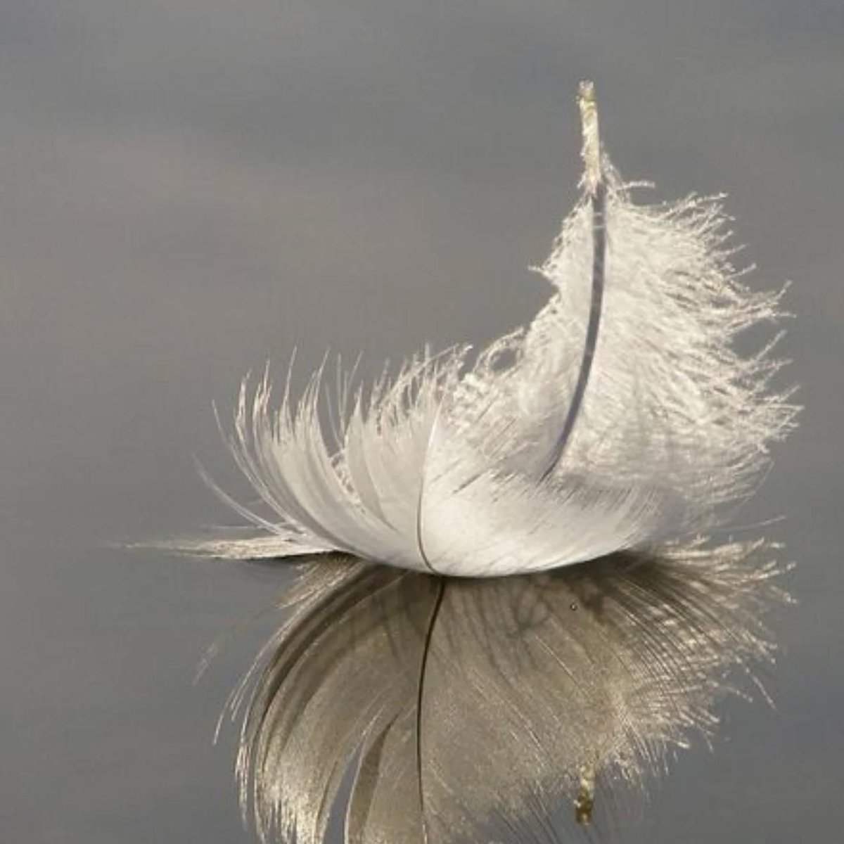 AlicePerkins6's tweet photo. Jesu.cristo no es una corporación, es libertad. https://t.co/kFlnzyxSkY