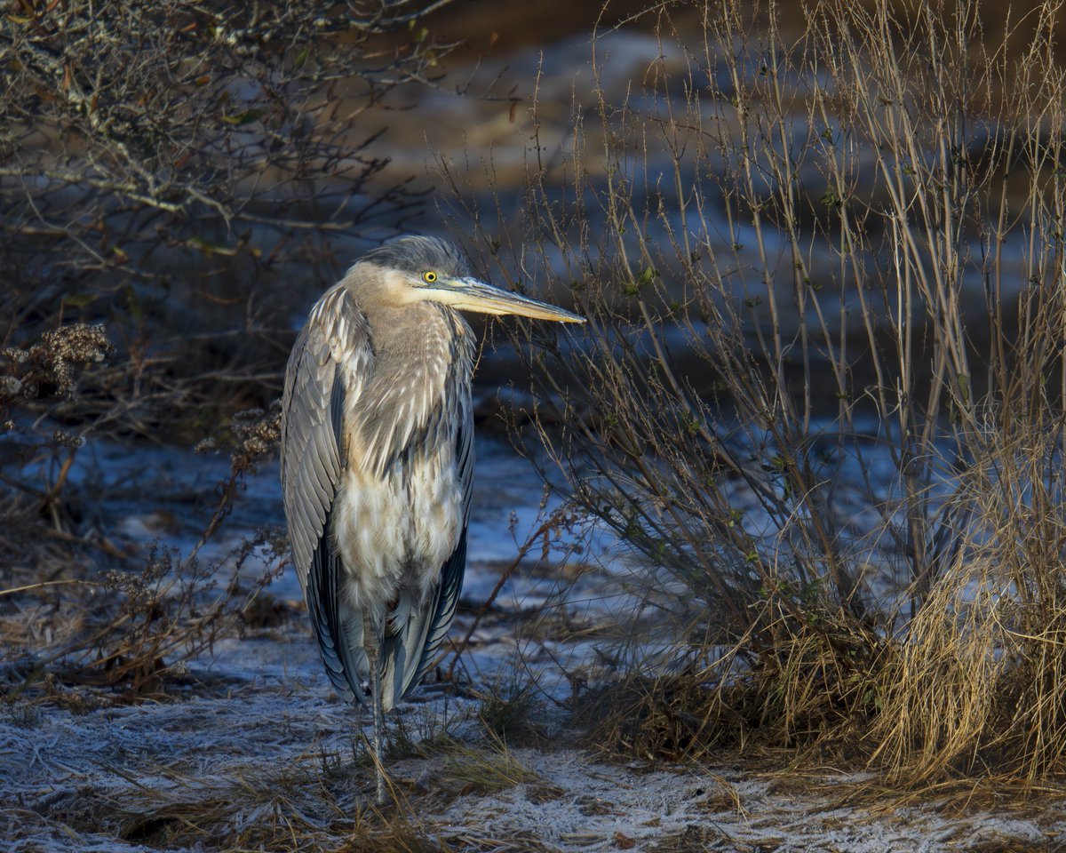 How Winter Finds Me

 #photography #naturephotography #birds #wildlife #wildlifephotography #birdphotography #omsystem #nature #heron