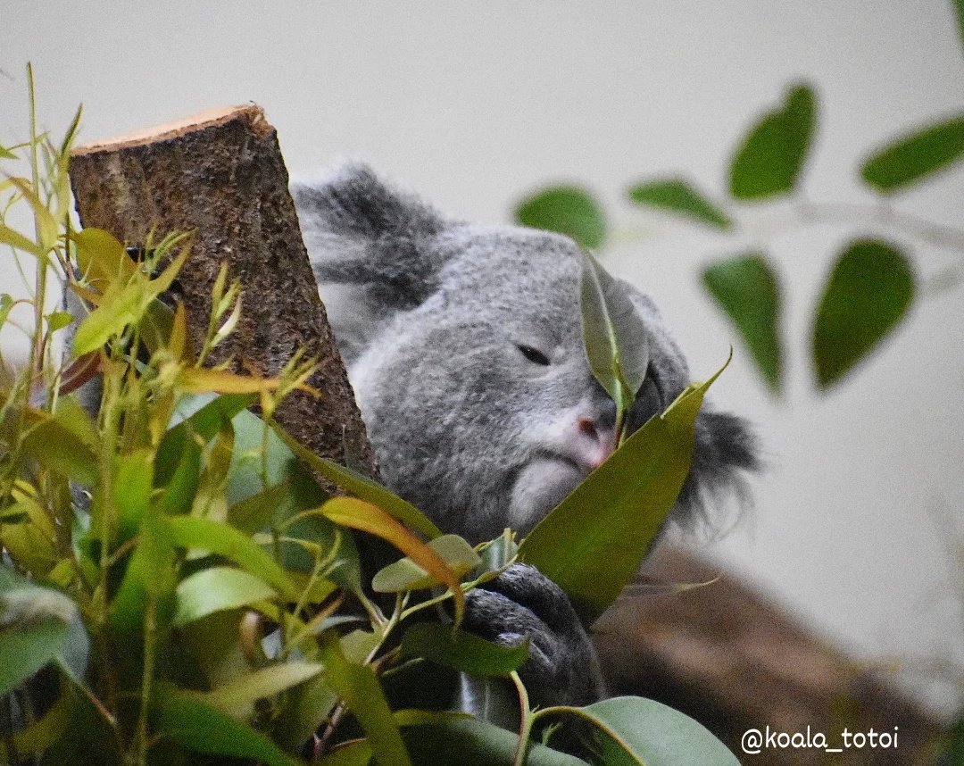 koala_totoi (@koala_totoi) / Posts / X