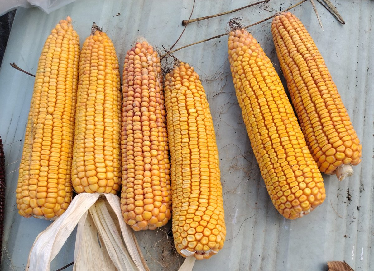 ncrsare's tweet photo. Join Frank Kutka this Saturday for a live webinar! He's diving deep into developing affordable seed corn for on-farm production and sales. 🌽

📅 Dec 20, 2025 | 10:00 AM CT 
💻 Join via Zoom: https://t.co/JzXP7qguoC
Meeting ID: 826 1537 3824 Passcode: 4X5NvE https://t.co/ebf4bL1qW7