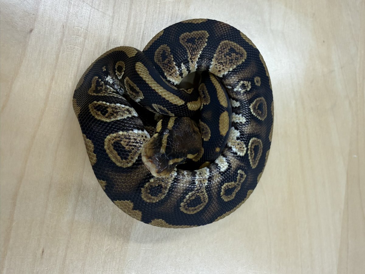 Goros5666's tweet image. でらなごや
出展ボールパイソン

ストレンジャークラウン♀
ストレンジャーhetクラウン♂
ストレンジャーhetクラウン♀
ストレンジャーhetデザコ50%hetクラウン♀
ノーマルhetデザコ50%hetクラウン♀
ブラパスhetクラウン♀
ブラパスhetクラウン♀
ノーマルhetクラウン♀
クラウン♂…