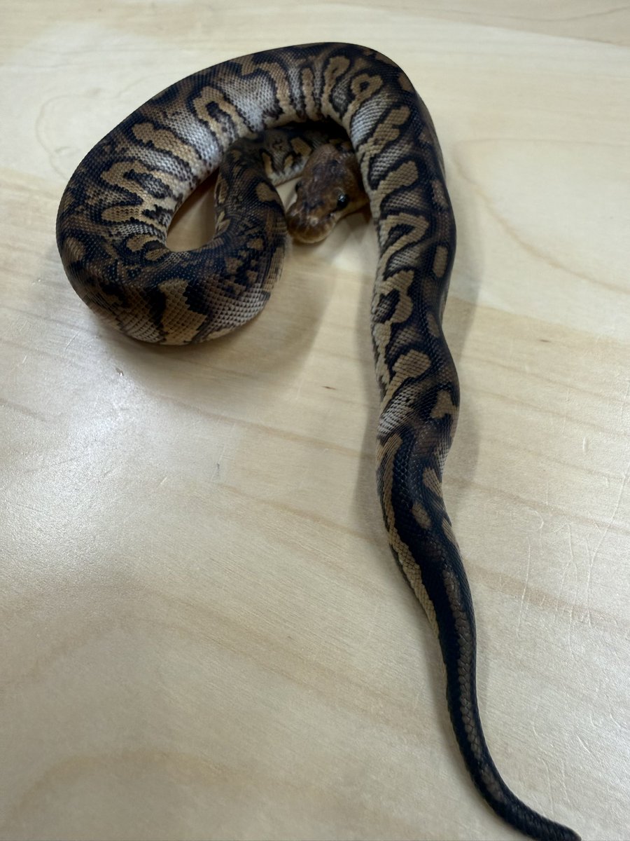 Goros5666's tweet image. でらなごや
出展ボールパイソン

ストレンジャークラウン♀
ストレンジャーhetクラウン♂
ストレンジャーhetクラウン♀
ストレンジャーhetデザコ50%hetクラウン♀
ノーマルhetデザコ50%hetクラウン♀
ブラパスhetクラウン♀
ブラパスhetクラウン♀
ノーマルhetクラウン♀
クラウン♂…