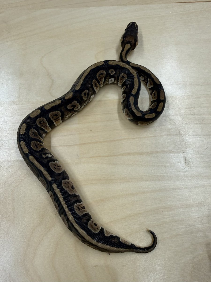 Goros5666's tweet image. でらなごや
出展ボールパイソン

ストレンジャークラウン♀
ストレンジャーhetクラウン♂
ストレンジャーhetクラウン♀
ストレンジャーhetデザコ50%hetクラウン♀
ノーマルhetデザコ50%hetクラウン♀
ブラパスhetクラウン♀
ブラパスhetクラウン♀
ノーマルhetクラウン♀
クラウン♂…