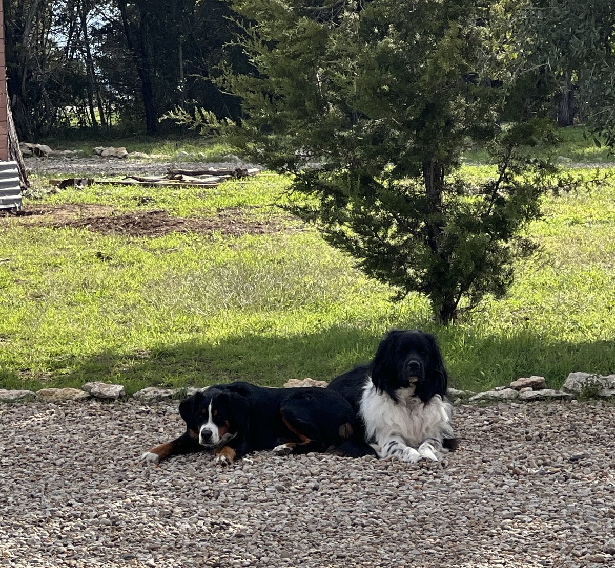 FiestaDaysRodeo's tweet photo. @codyrussel70504 @theoriginalgbb Rush &amp; Roni approve this message! 🐶Followed GBB✔️🇺🇸 https://t.co/Xy2rZjwR66