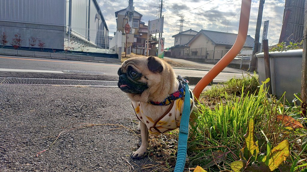 パグ獣🐶作った人→あきぱぐ🐶 (@pugchaa) / Posts / X