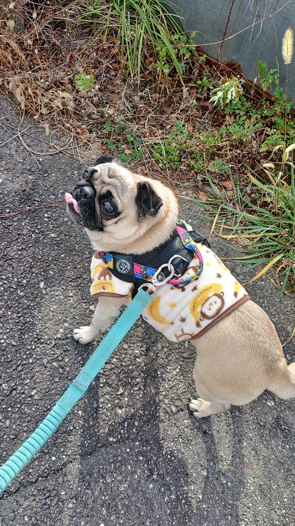 パグ獣🐶作った人→あきぱぐ🐶 (@pugchaa) / Posts / X