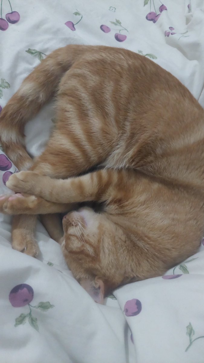 poor_muggle's tweet photo. もも 🐱🍑 https://t.co/4BRP5DG97K