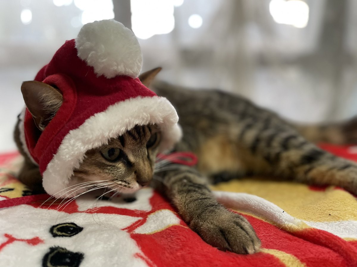 l9mq_y いつかのメリークリスマス🎄