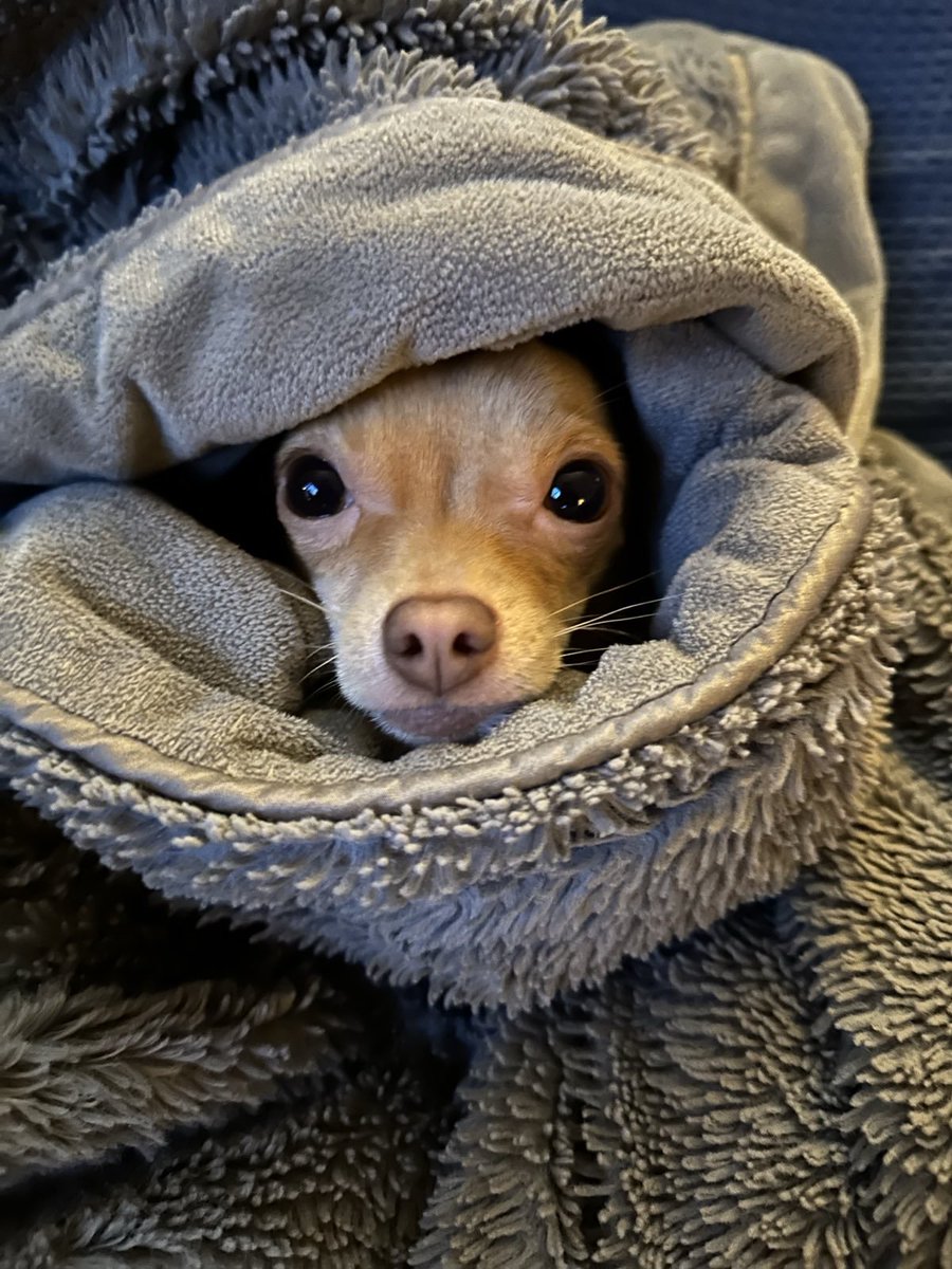 Tennessee_Jade's tweet photo. You see her...now you don't 🪄#dogslife #cutedog  #dogs #puppy #doglover  #doglovers #pet #love #puppylove #cute  #pets #puppies  #doggo #happydog #petlovers #dogmom  #lovedogs https://t.co/NNy7xuBMy9