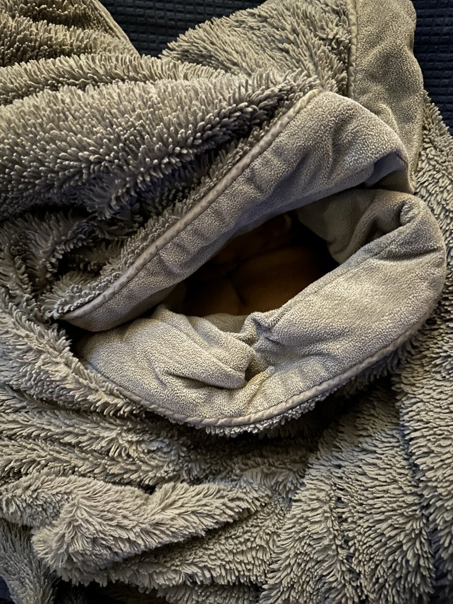 Tennessee_Jade's tweet photo. You see her...now you don't 🪄#dogslife #cutedog  #dogs #puppy #doglover  #doglovers #pet #love #puppylove #cute  #pets #puppies  #doggo #happydog #petlovers #dogmom  #lovedogs https://t.co/NNy7xuBMy9