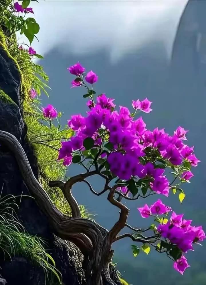 David Morgan tweet media