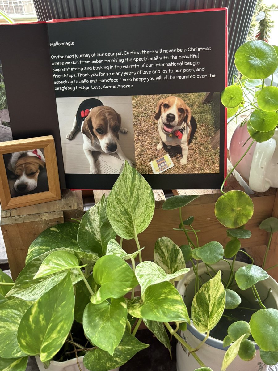 CurfewBeagle's tweet photo. In memory of Angel Curfew ๐
From
โ๐พ๐ช๐ง๐๐๐ฌ ๐ข๐๐ข๐ค๐ง๐๐๐ก ๐๐ค๐ค๐ โ
#BeagleBugClub ๐
#TwitterPack ๐ถ
Page 62
@JelloBeagle
๐บ๐ธ๐ฅนโฅ๏ธ๐ https://t.co/H8Chct77Hp
