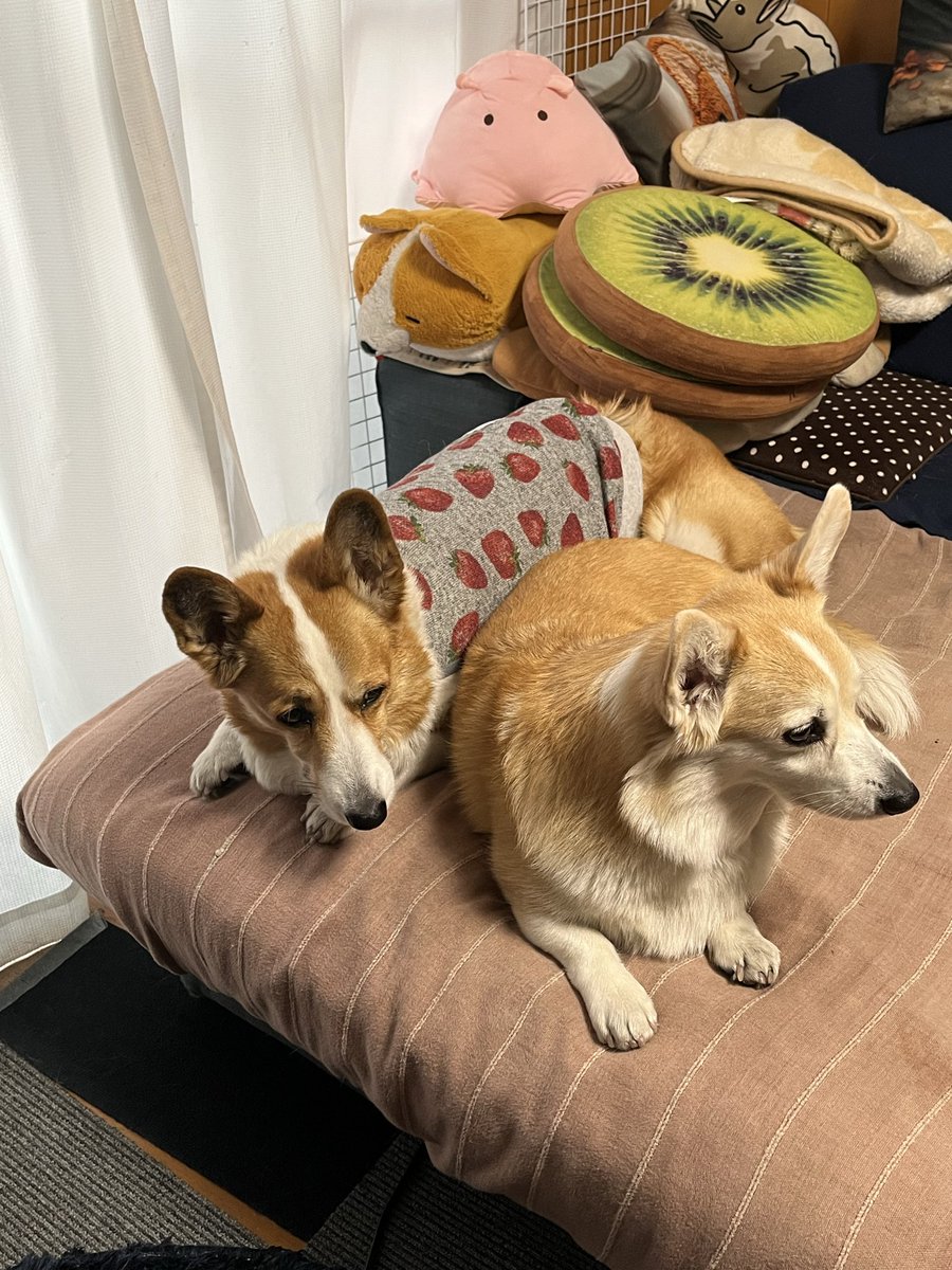 ルーちゃんママ (@tu_qwl) / Posts / X