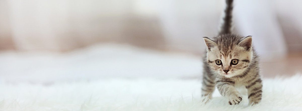 creative_easy's tweet image. 少しだけ昼寝しよしてからご褒美スイーツにしよ🍰 📱 😬