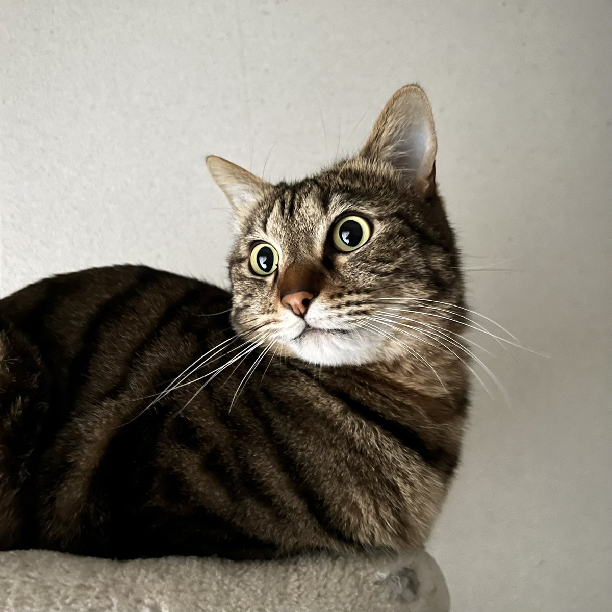 YocheyRbc's tweet image. 召集がかかった！