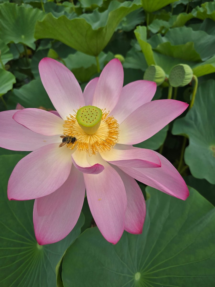 bigcheex's tweet image. I suuuuucked at posting this year so I’m reclaiming my timeline! Pt 1: July in full bloom 🌸