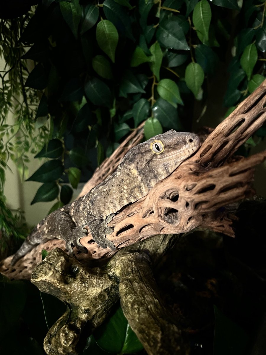 correlophys's tweet image. Emet, Loki, and Darbi showing themselves off tonight- I love my boys ❤️❤️