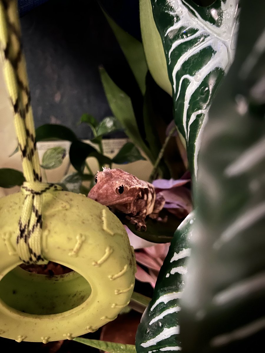 correlophys's tweet image. Emet, Loki, and Darbi showing themselves off tonight- I love my boys ❤️❤️