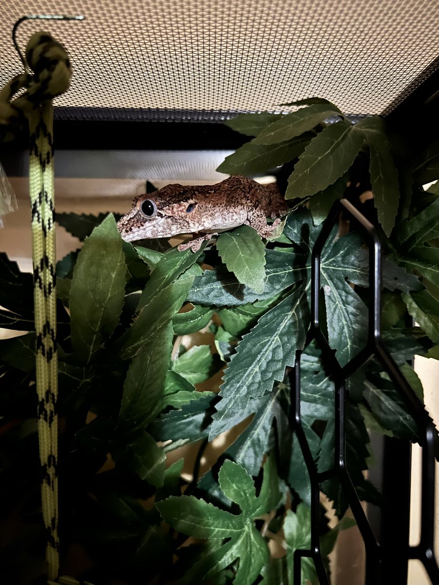 correlophys's tweet image. Emet, Loki, and Darbi showing themselves off tonight- I love my boys ❤️❤️