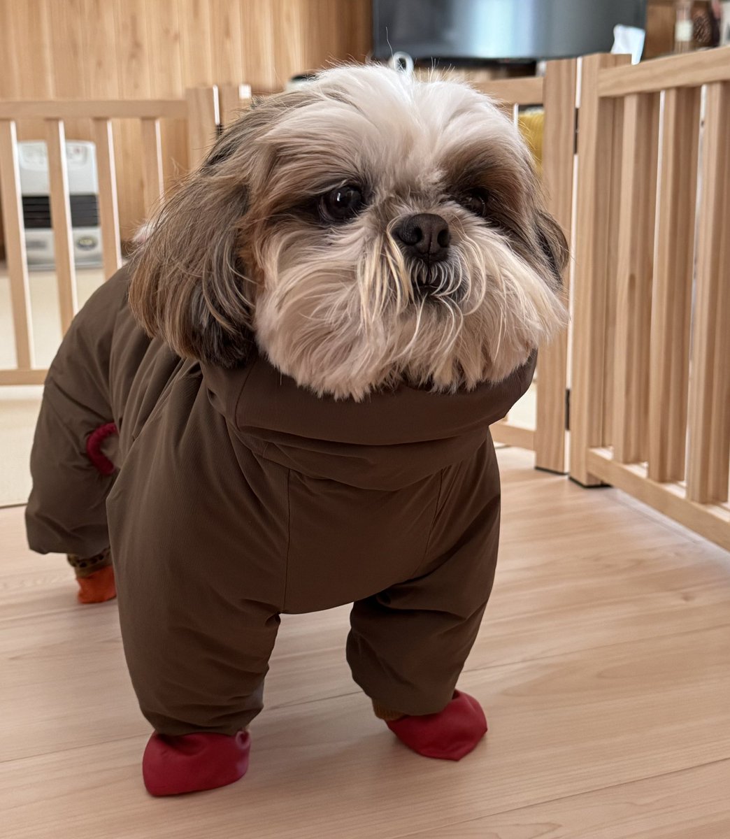 シーズー