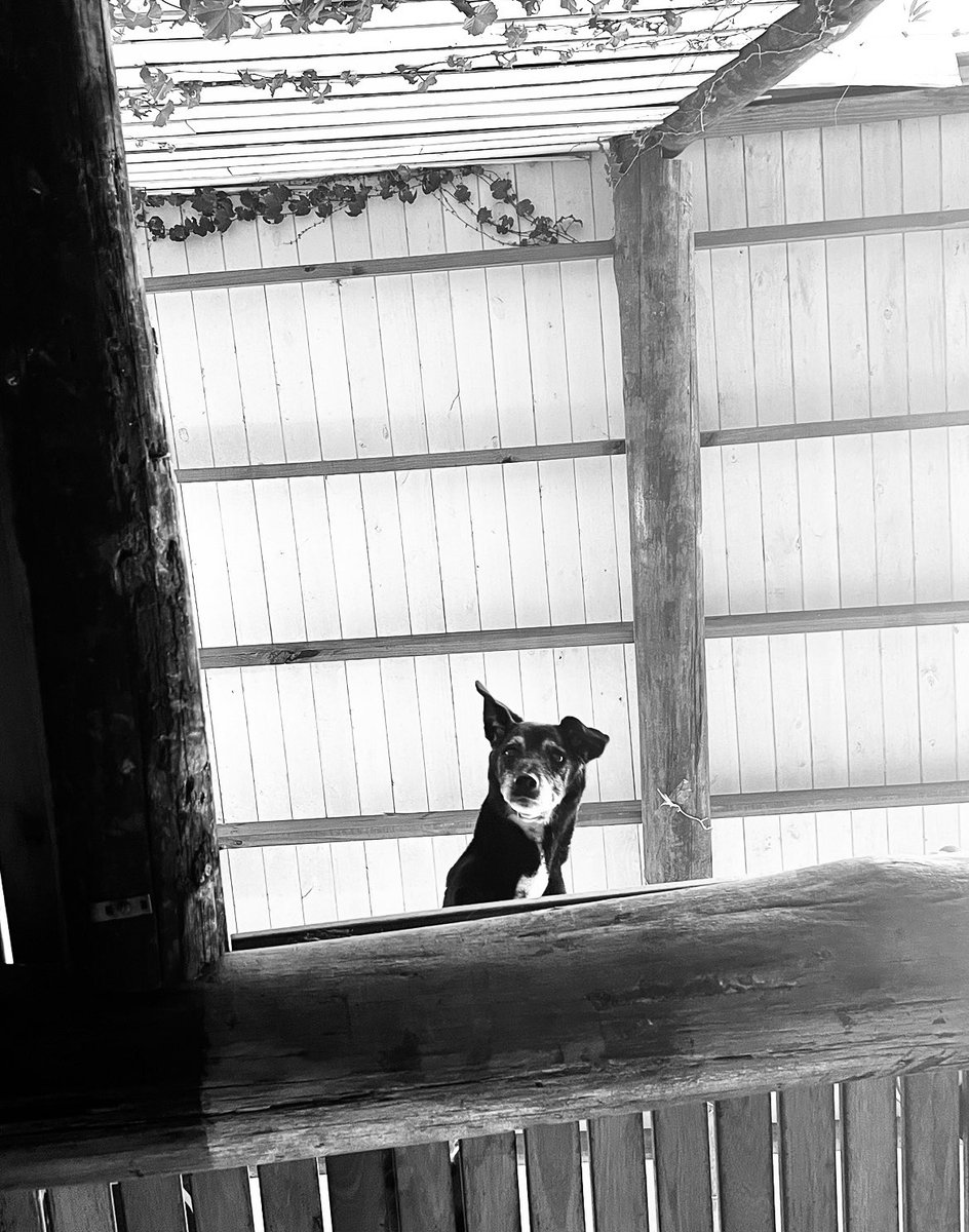 se murió uno de mis perritos y mirando fotos de él encontré esta que estoy segura que es como me está mirando ahora desde el cielo