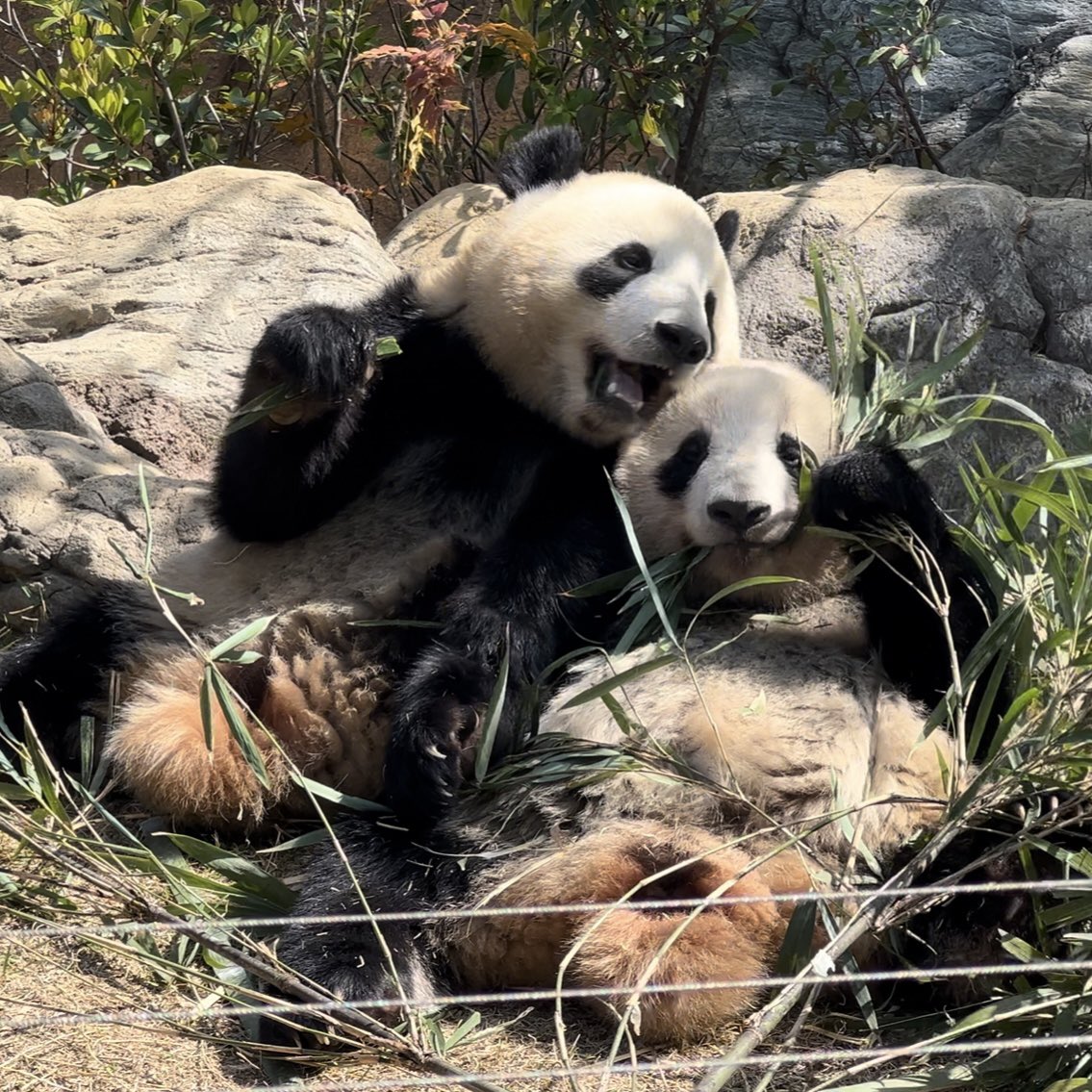 しろくろパンダチャンネル、時々グレー (@PandachYoutube) / Posts / X