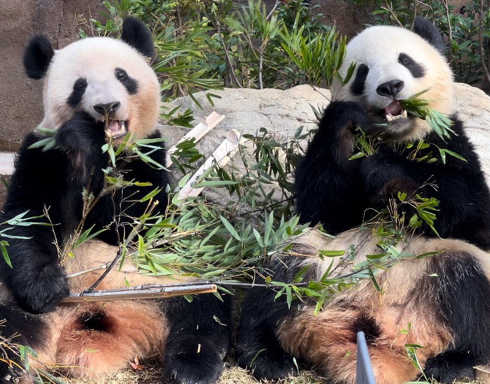 しろくろパンダチャンネル、時々グレー (@PandachYoutube) / Posts / X