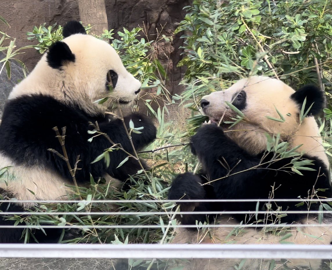 しろくろパンダチャンネル、時々グレー (@PandachYoutube) / Posts / X