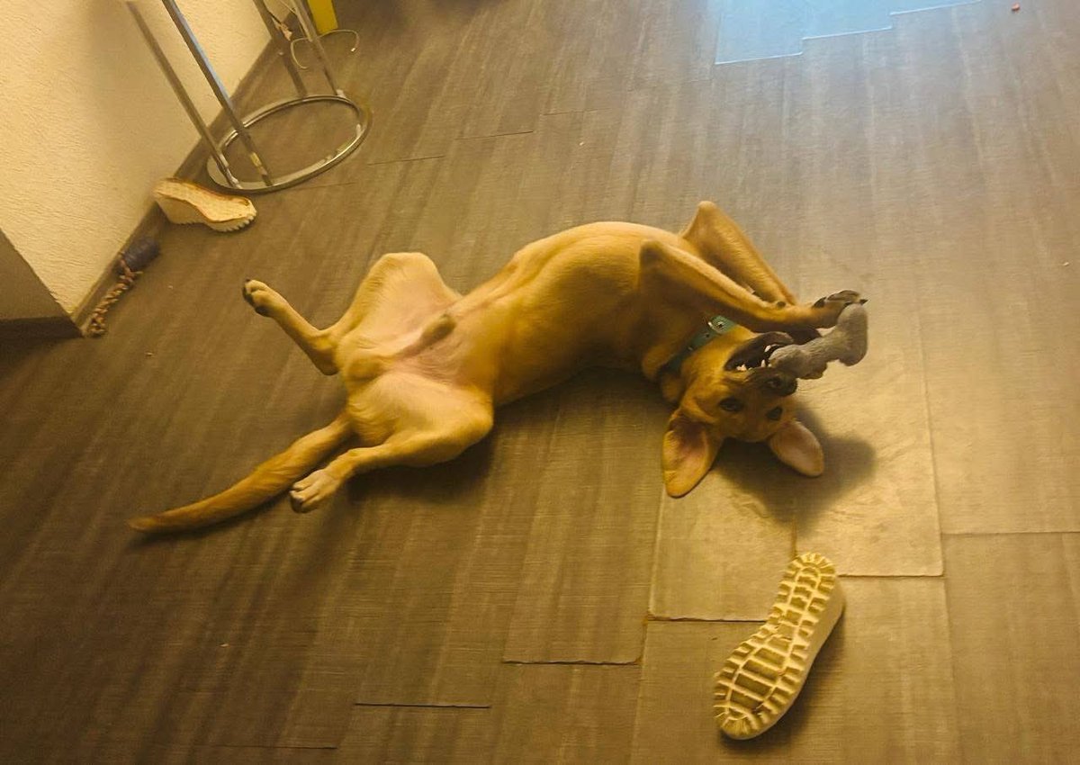 🟢 ¿ME ADOPTAS?
¡Me llamo Gable! Conoce más 👇🏻

♂️ Macho | 1 añito | mediano
✅ Desparasitado, vacunado y esterilizado
💟 Convive con perritos 
🇲🇽 Adopción en CDMX y Edomex

☎️ ¡Conóceme! 
Mariana               
Wa.me/525513970596 🐾