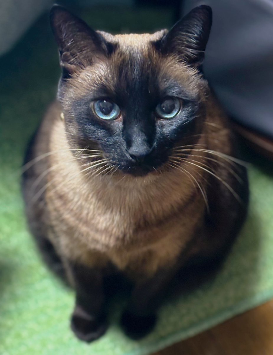 chatte siamoise (@poruka195) / Posts / X