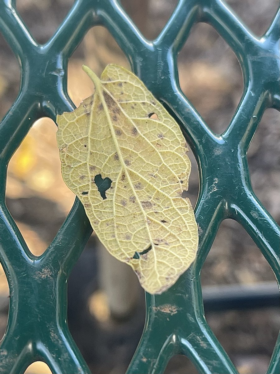 _VenusFlower_'s tweet image. lookie